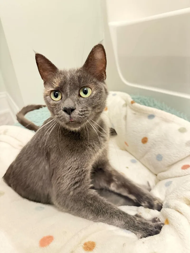 A young medium-sized female Domestic Short Hair cat named Lorelai for adoption in Mechanicsville, MD