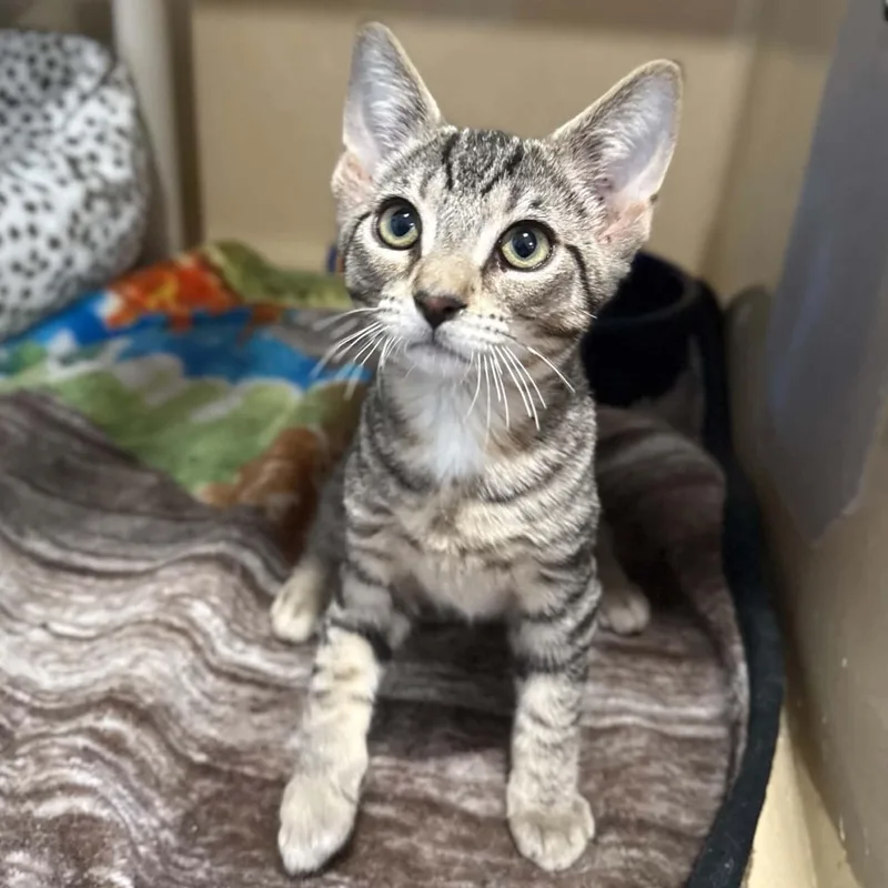 A baby medium-sized male Tabby (Brown / Chocolate) Domestic Short Hair cat named Twisty for adoption in Penn Yan, NY