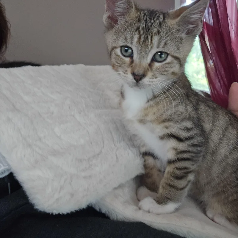 A baby medium-sized male Tabby (Brown / Chocolate) Tabby cat named Kent for adoption in Woodbridge, NJ
