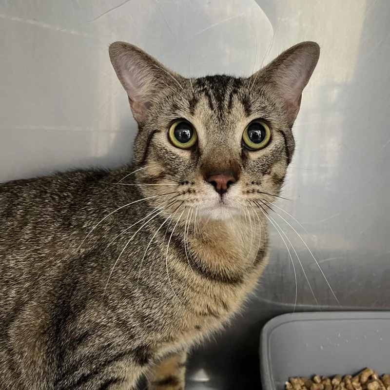 A young medium-sized male Buff / Tan / Fawn Domestic Short Hair cat named Toad The Bobcat Jr. for adoption in Birmingham, AL