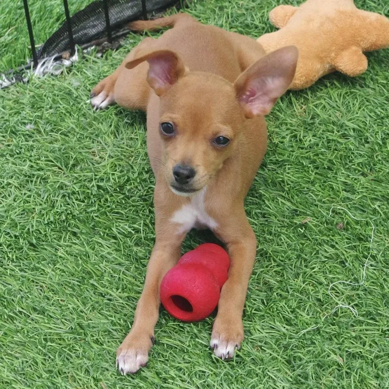 A baby small-sized female Yellow / Tan / Blond / Fawn Chihuahua dog named Puppy Nugget for adoption in Miami, FL