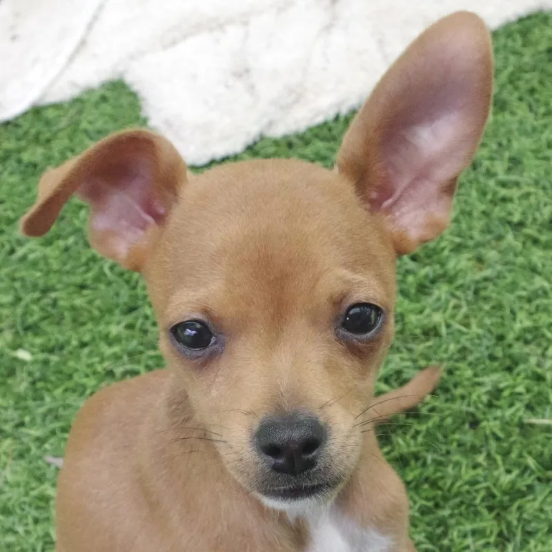 Puppy Nugget thumbnail 2