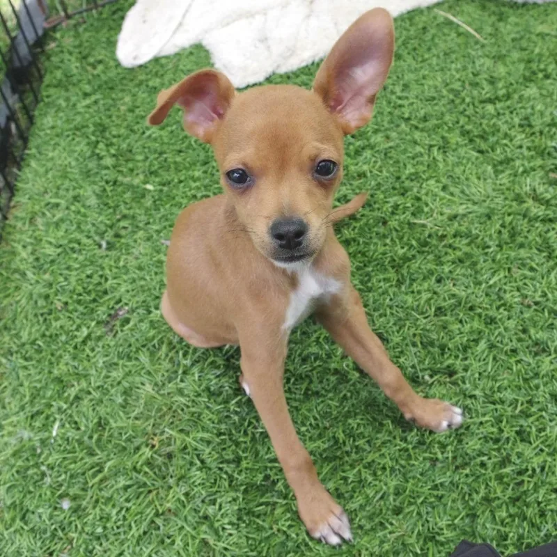 Puppy Nugget thumbnail 3