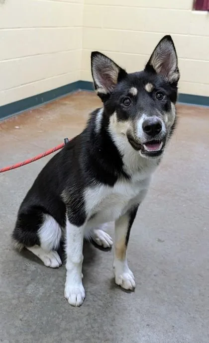 An adult medium-sized female Shepherd dog named June for adoption in Independence, MO