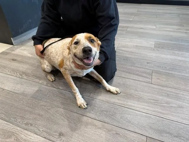 A young large-sized female Australian Cattle Dog / Blue Heeler dog named Maxine for adoption in Garland, TX