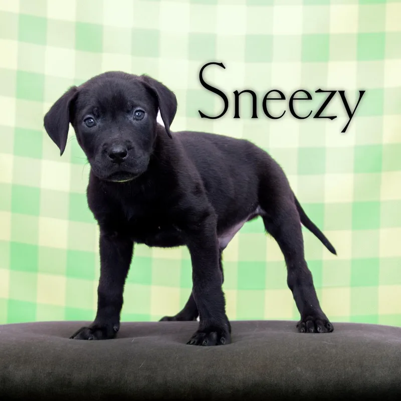 A baby small-sized male Black Great Dane dog named Cato for adoption in Dayton, OH