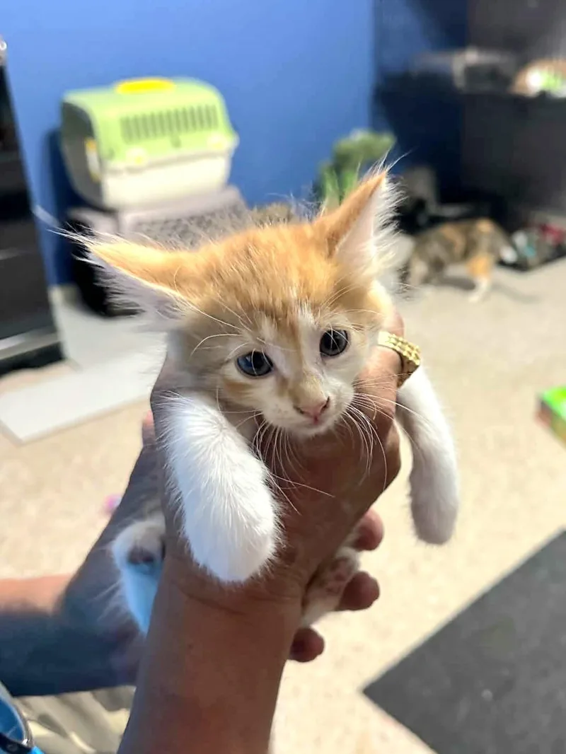 A baby medium-sized female Orange & White Domestic Long Hair cat named Sunshine for adoption in Gregory, TX