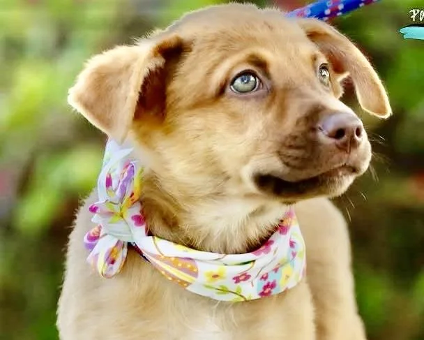 A baby medium-sized female Labrador Retriever dog named Sol for adoption in Orlando, FL