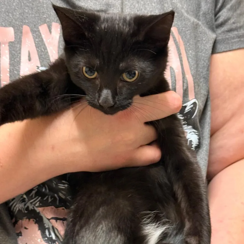 A baby small-sized female Black Domestic Short Hair cat named Flower for adoption in Pasadena , MD