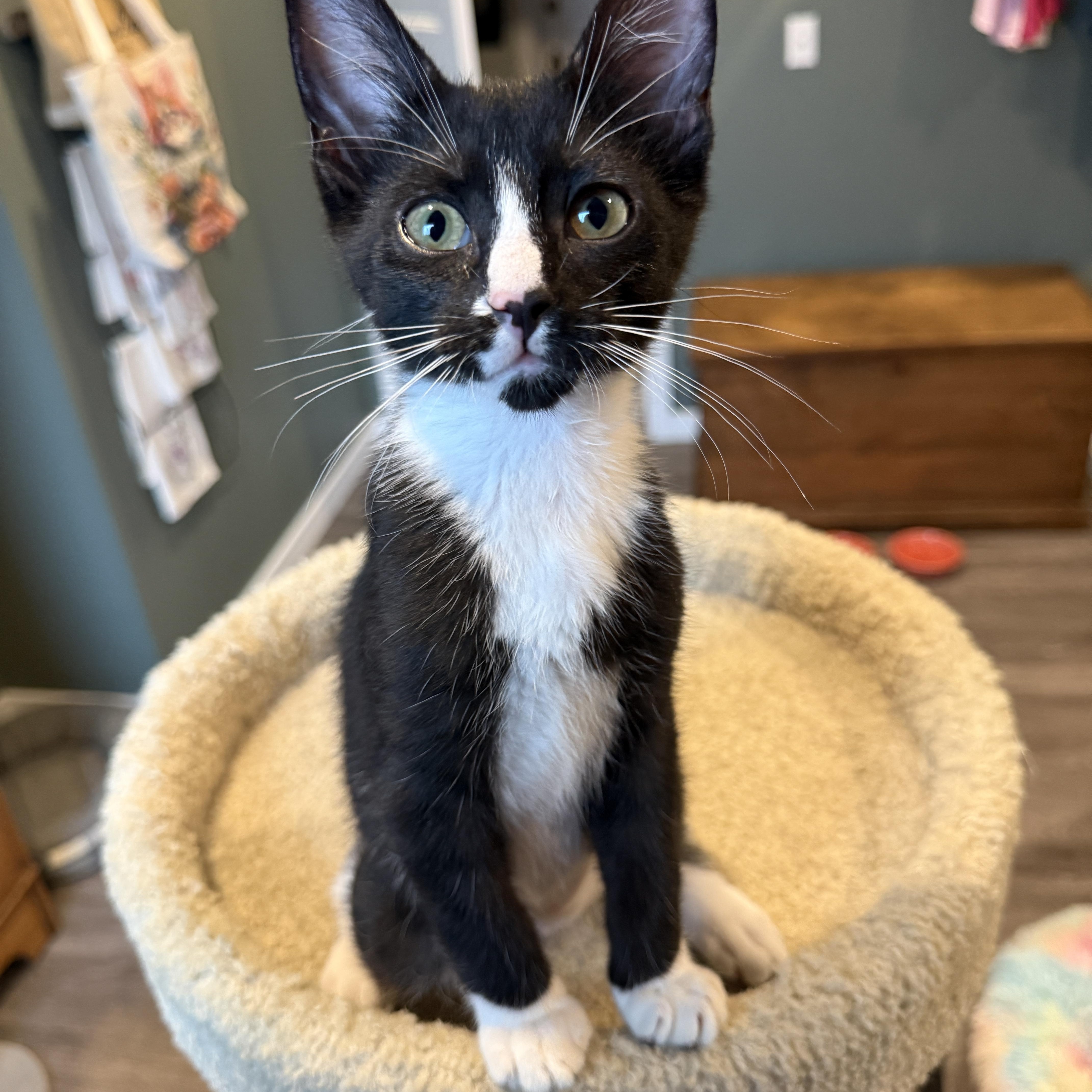 A baby medium-sized male Black & White / Tuxedo Domestic Short Hair cat named River for adoption in Maple Valley, WA