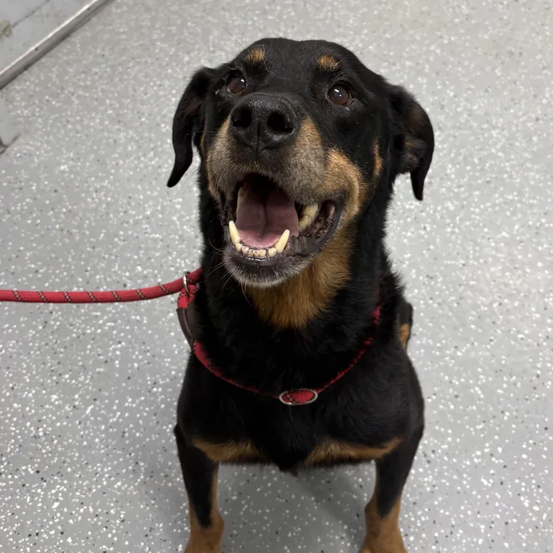 An adult large-sized female Rottweiler dog named Elisa for adoption in Bardstown, KY