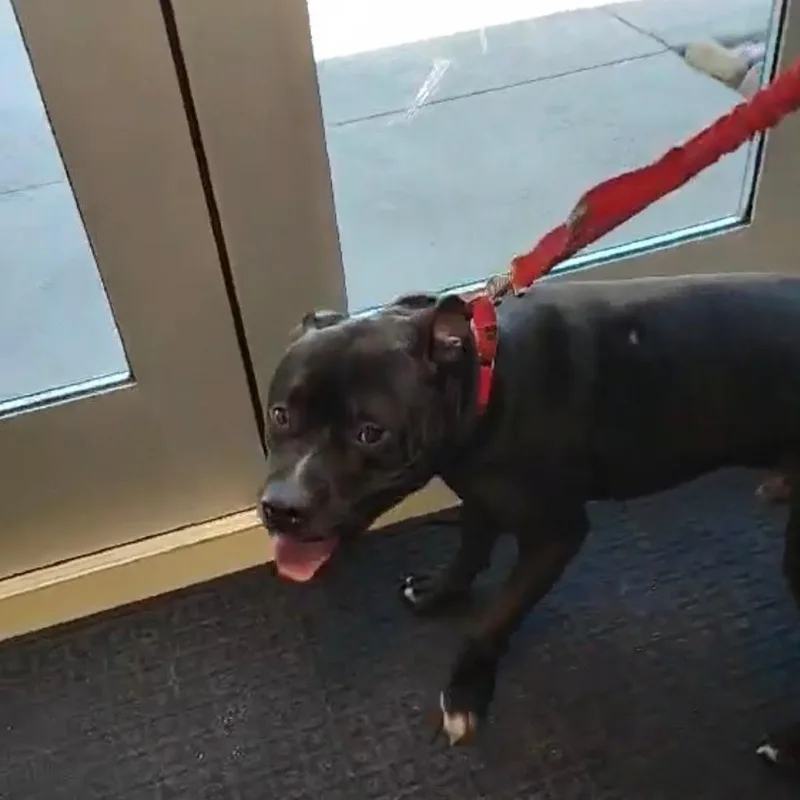 An adult medium-sized male Black Terrier dog named Jerry for adoption in Hope Mills, NC