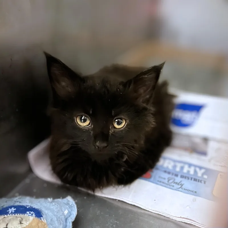 A baby medium-sized male Black & White / Tuxedo Domestic Medium Hair cat named Harvard for adoption in Seville, OH