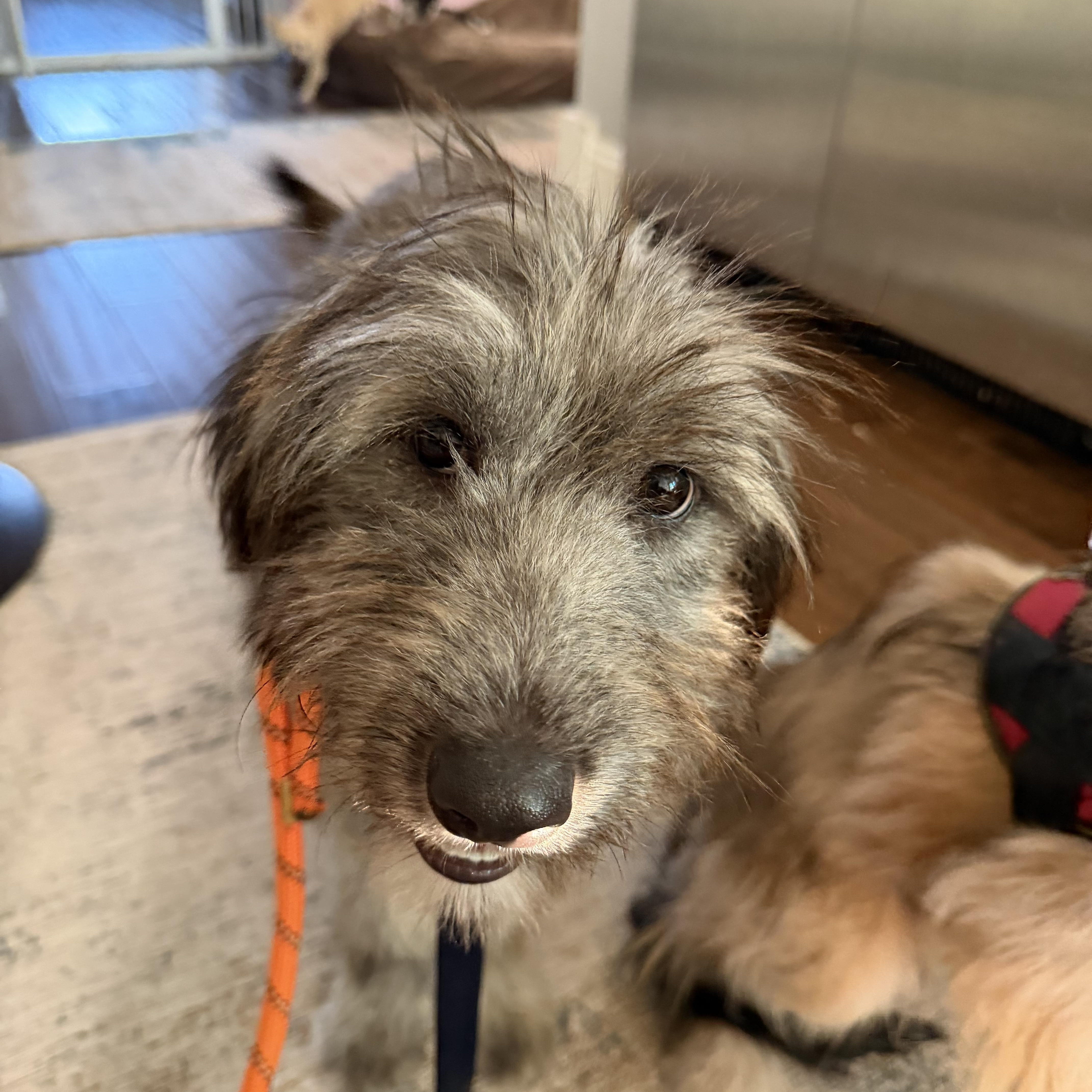 A baby medium-sized female Wheaten Terrier dog named Winny for adoption in Las Vegas, NV