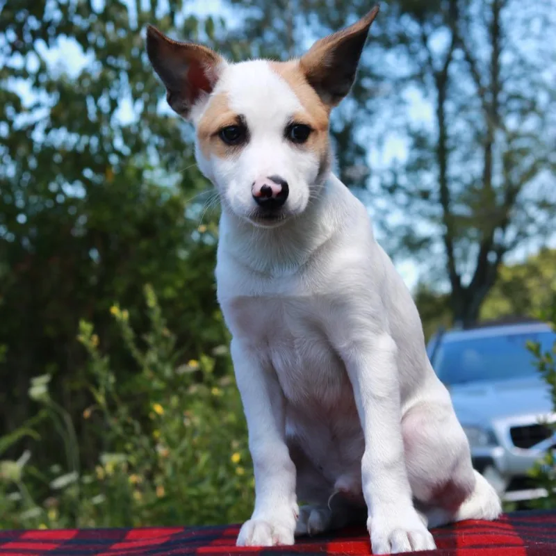 A baby medium-sized male Yellow / Tan / Blond / Fawn Terrier dog named CT Rocket avail Aug for adoption in Eastford, CT