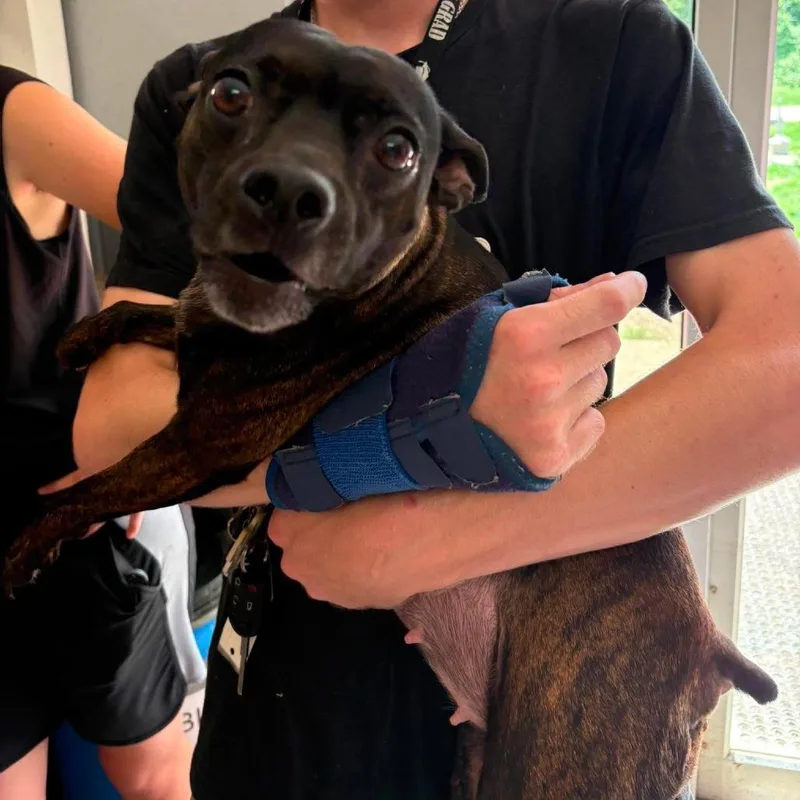 An adult small-sized female Brindle Mixed Breed dog named Keno Stray Hold for adoption in Huntington, WV