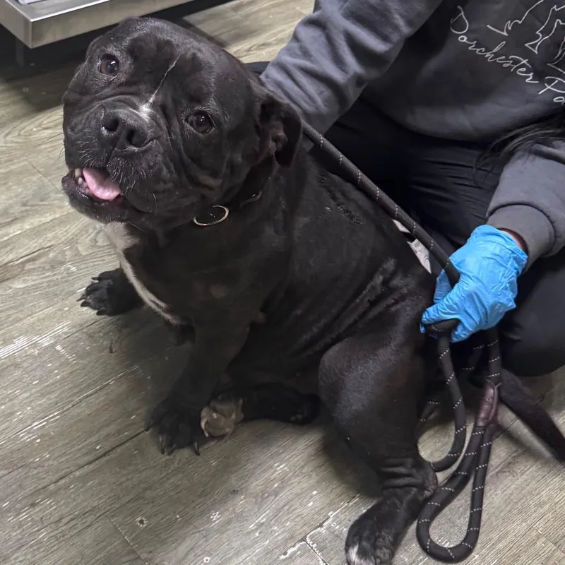 An adult medium-sized female Black Mixed Breed dog named Pancake for adoption in Summerville, SC