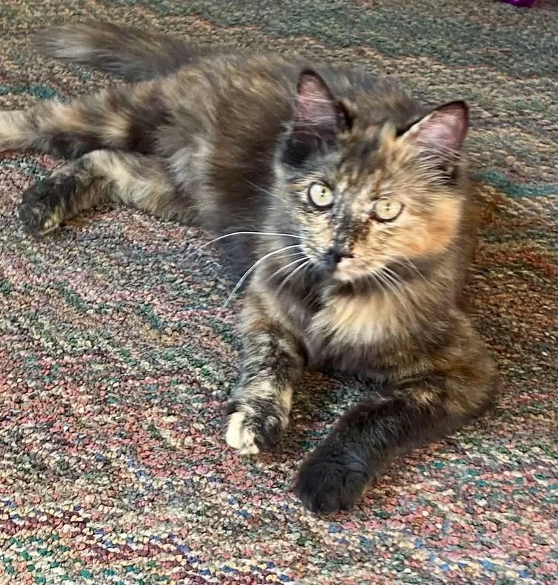 A baby small-sized female Tortoiseshell cat named Zoe C Therrien for adoption in Saunderstown, RI