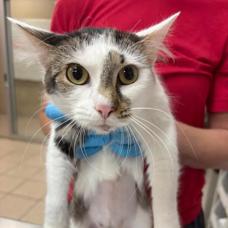An adult medium-sized female Domestic Medium Hair cat named Marley for adoption in Birmingham, AL