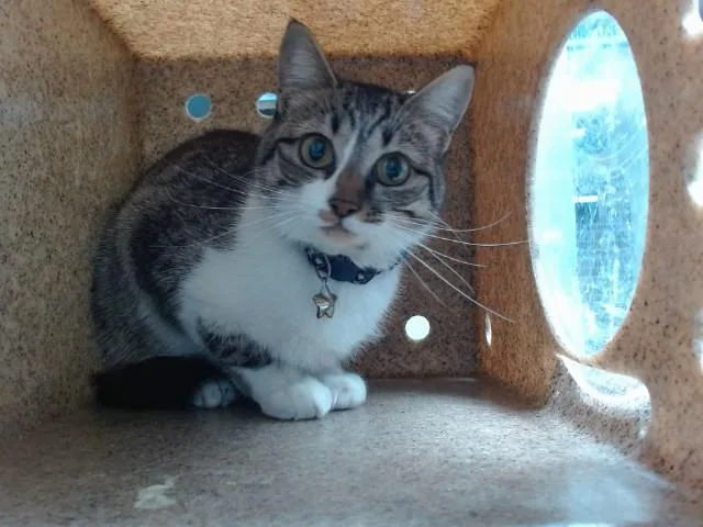 A young medium-sized female Domestic Short Hair cat named Skittles for adoption in Albuquerque, NM