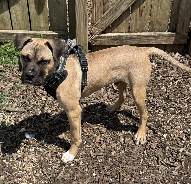 An adult medium-sized male Mixed Breed dog named Penny for adoption in Ellicott City, MD