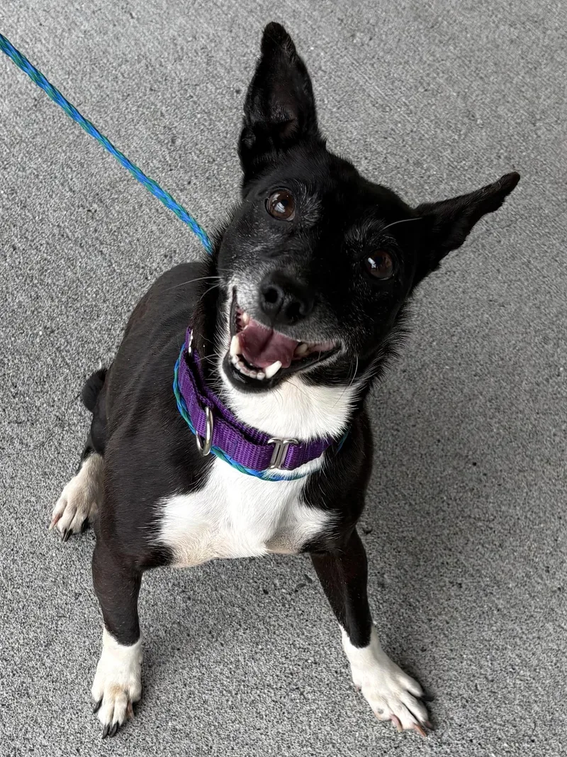 A senior small-sized female Black Rat Terrier dog named Shadow for adoption in Silvana, WA