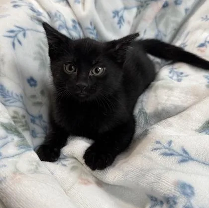 A baby medium-sized male Black Domestic Short Hair cat named Jackson for adoption in Tinley Park, IL