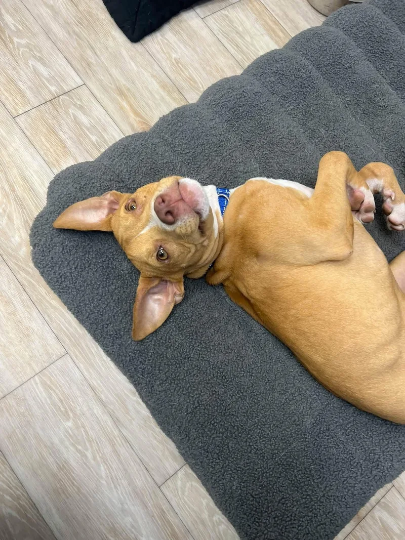 A baby medium-sized male Mixed Breed dog named Ron for adoption in Highland, NY
