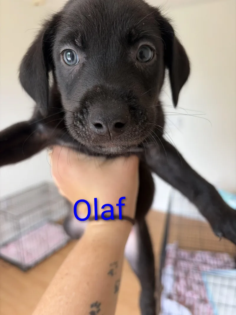Olaf