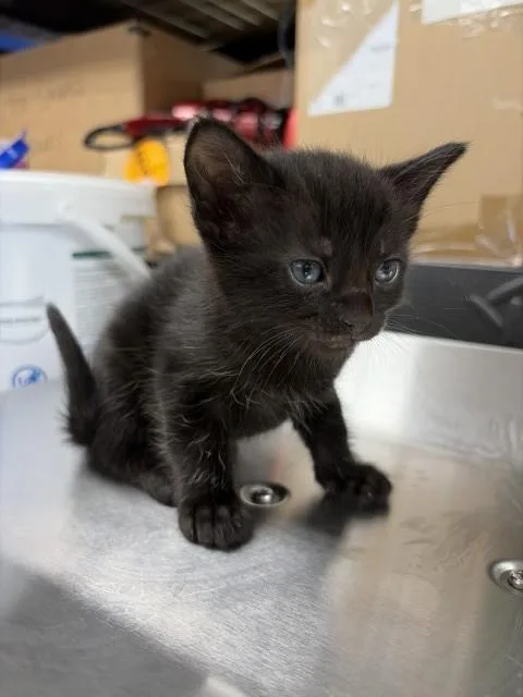 A baby small-sized male Domestic Short Hair cat named Lancelot for adoption in San Bernardino, CA