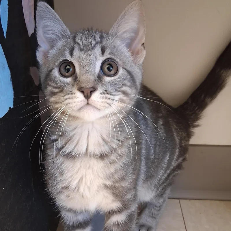 A young small-sized male Gray / Blue / Silver Domestic Short Hair cat named Nemo for adoption in Belmont, NY