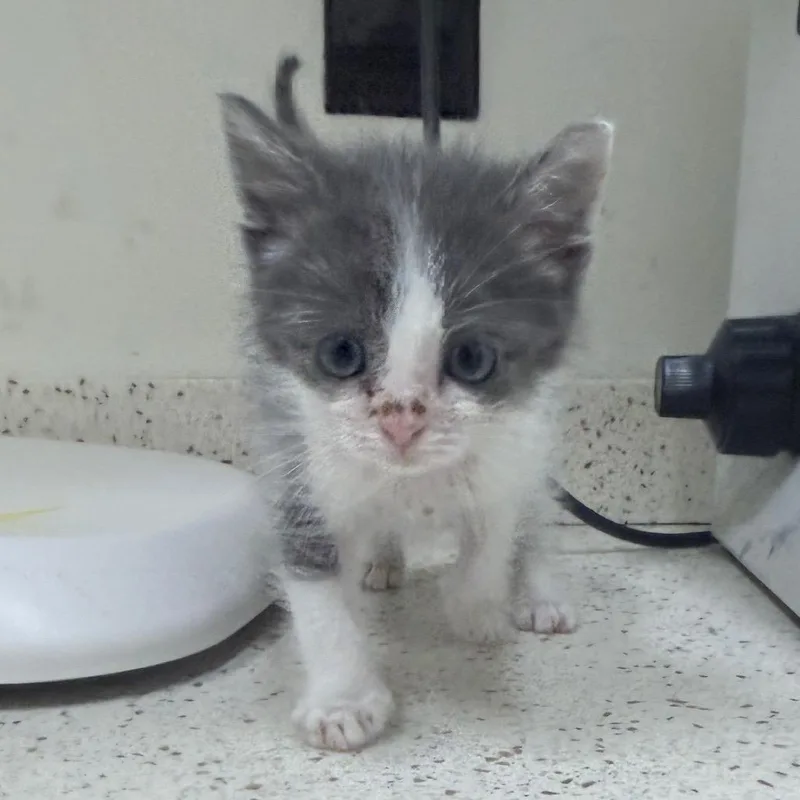A baby small-sized male Gray / Blue / Silver Domestic Short Hair cat named Nash for adoption in Auburn, AL