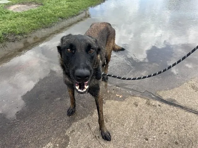 An adult large-sized male Belgian Shepherd / Malinois dog named Toffee for adoption in Garland, TX