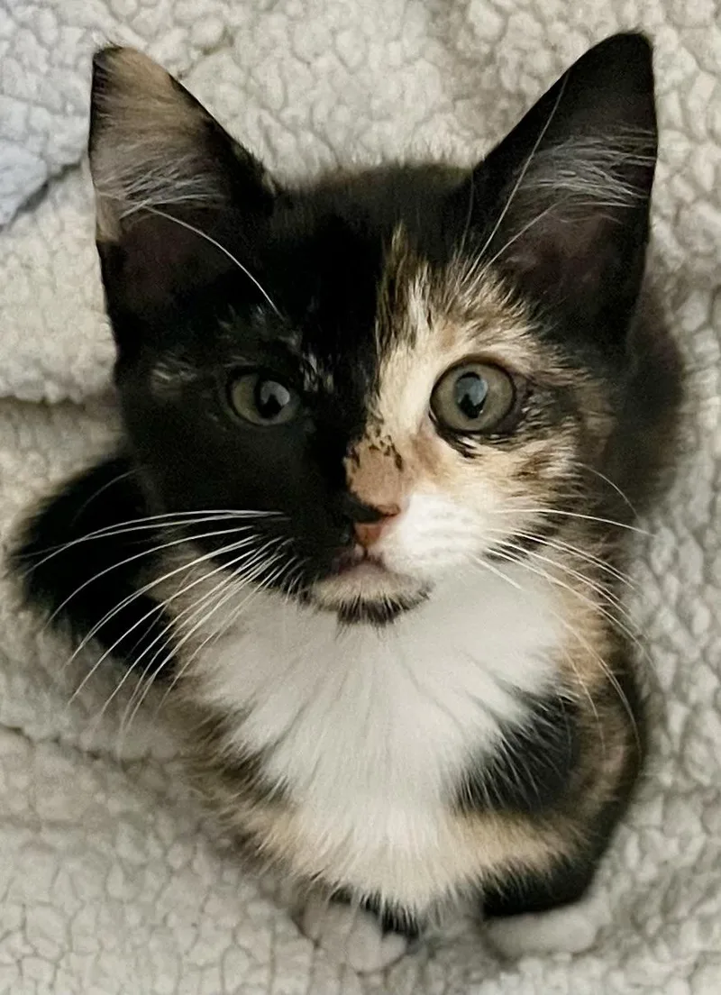 A baby medium-sized female Tortoiseshell cat named Twix for adoption in Bow, WA