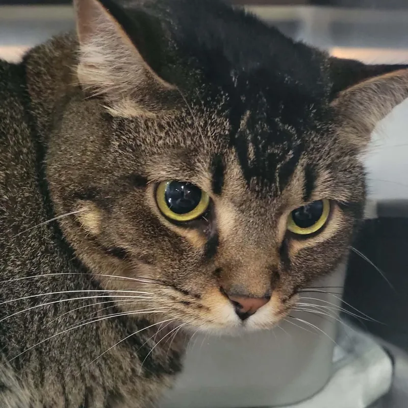 An adult medium-sized female Tabby (Brown / Chocolate) Domestic Short Hair cat named Migi for adoption in Myrtle Beach, SC