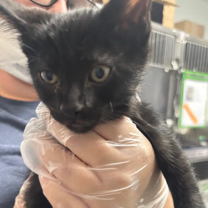 A baby small-sized male Black Domestic Short Hair cat named Bird Dog for adoption in Taos, NM