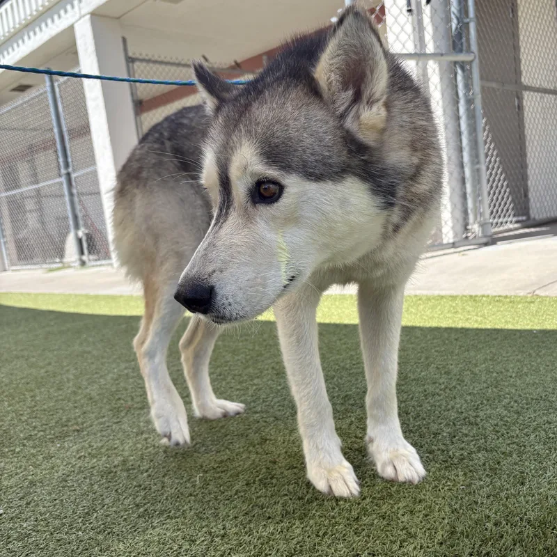 An adult large-sized male Gray / Blue / Silver Husky dog named Juno for adoption in Hays, KS