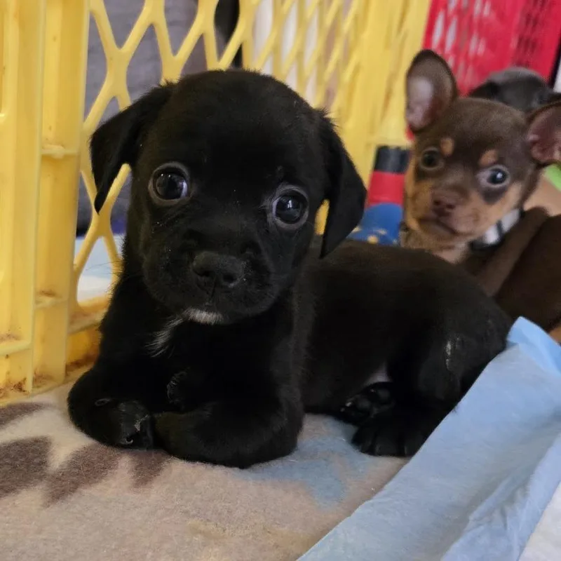 A baby small-sized male Chihuahua dog named Kix for adoption in Raleigh, NC