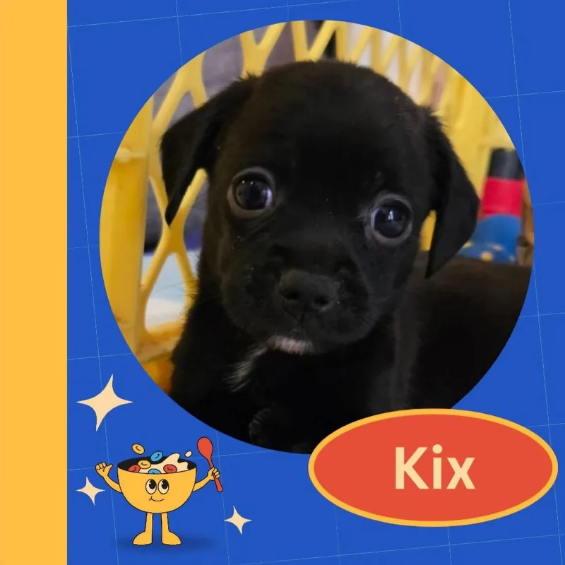 Kix thumbnail 3