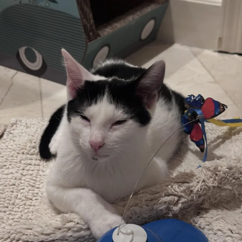 A baby medium-sized female White Domestic Short Hair cat named Lucy for adoption in Atlanta, GA