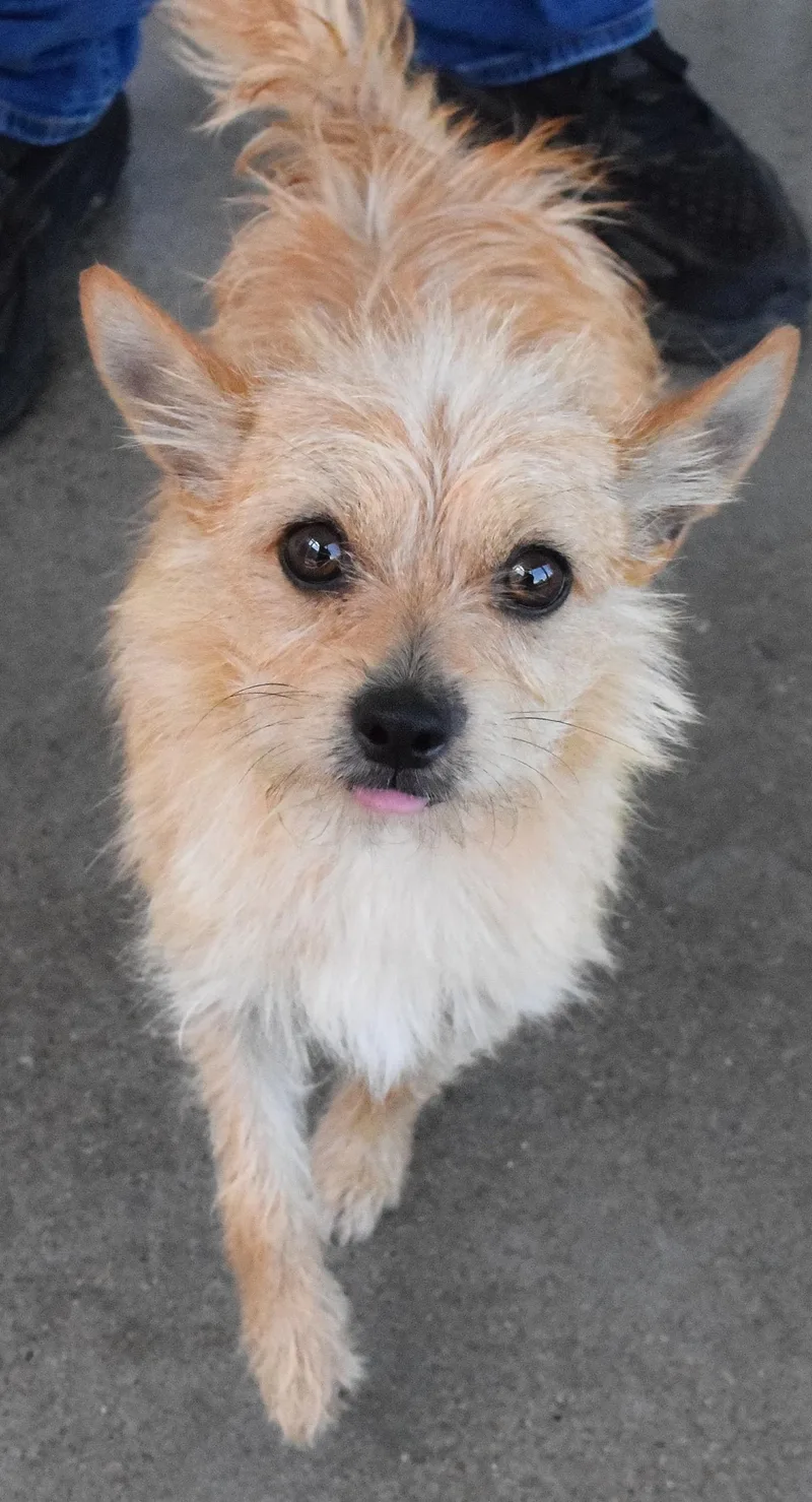 An adult small-sized male Yellow / Tan / Blond / Fawn Terrier dog named 22436 for adoption in Broken Arrow, OK