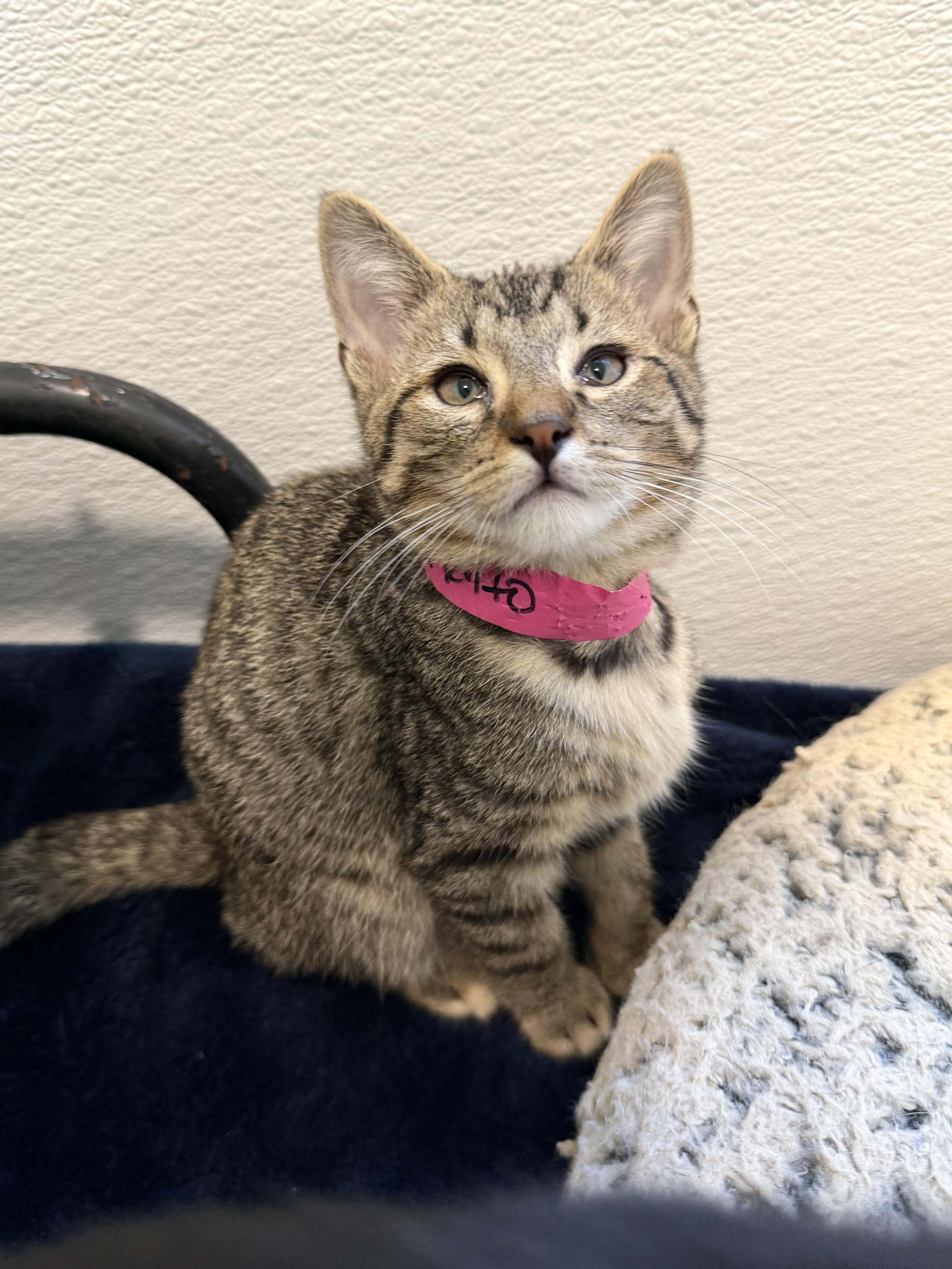 A baby medium-sized male Brown / Chocolate Domestic Short Hair cat named Bandito for adoption in Chicago, IL