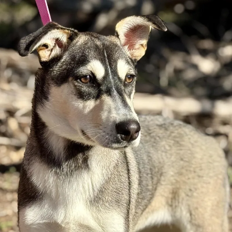 A young medium-sized female Brown / Chocolate Siberian Husky dog named Lani for adoption in Hondo, TX