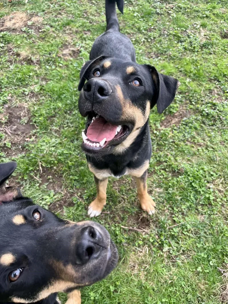 A young medium-sized male Shepherd dog named Maurice for adoption in Warren, RI