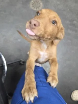 A young small-sized female Labrador Retriever dog named B Flower for adoption in North Charleston, SC