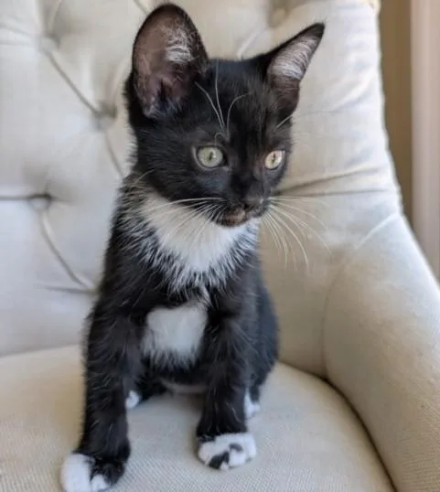 A baby large-sized male Domestic Short Hair cat named Pez for adoption in San Pedro, CA