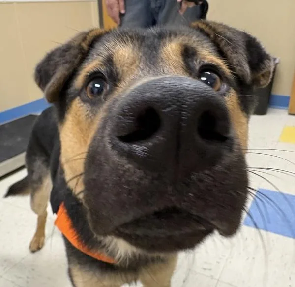 A young medium-sized male German Shepherd Dog dog named Chief for adoption in Sioux City, IA