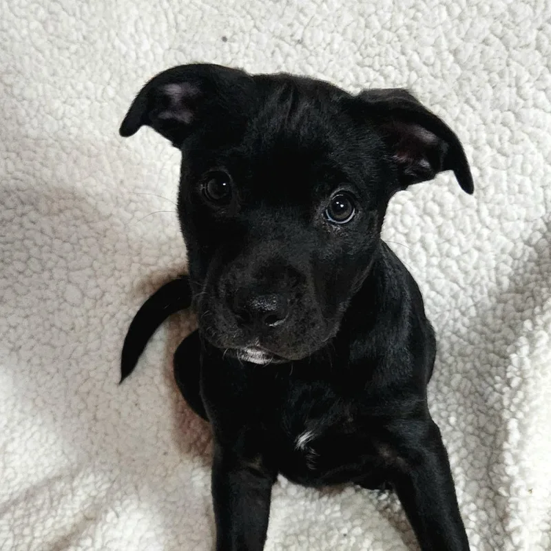 A baby medium-sized male Black Pit Bull Terrier dog named Kieran for adoption in Freeland, MI