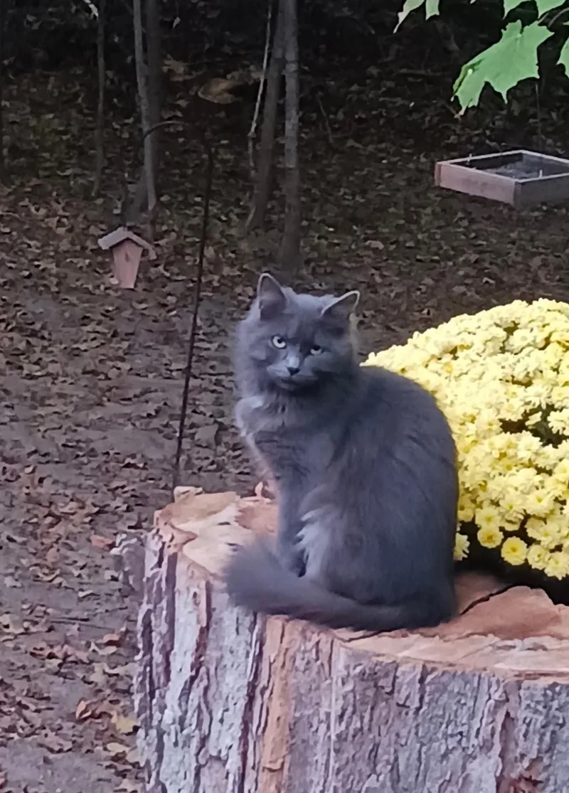 An adult medium-sized female Gray / Blue / Silver Domestic Long Hair cat named Charlotte for adoption in Logansport, IN