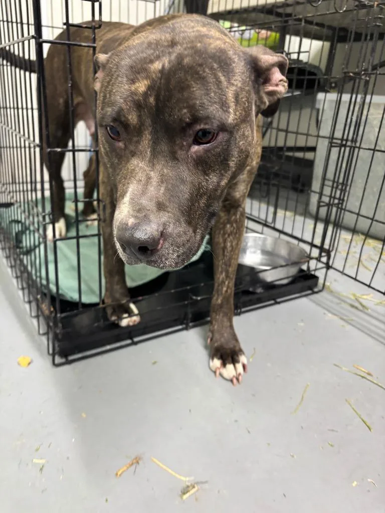 An adult medium-sized female Pit Bull Terrier dog named Jane for adoption in Findlay, OH